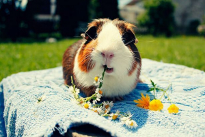 Ніж годувати морську свиню? Ніж годувати морську свиню?